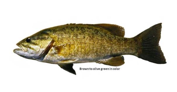 Smallmouth Bass