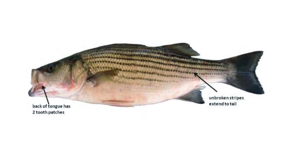 Stripped Bass