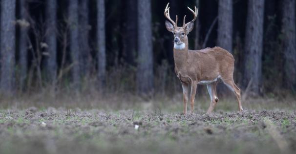 whitetailed deer