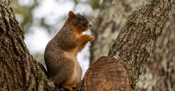 fox squirrel