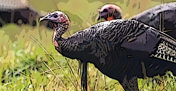 2025 Turkey Art Contest Teaser