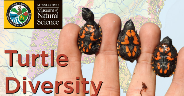 Turtle diversity