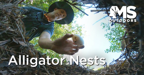 Alligator Nests