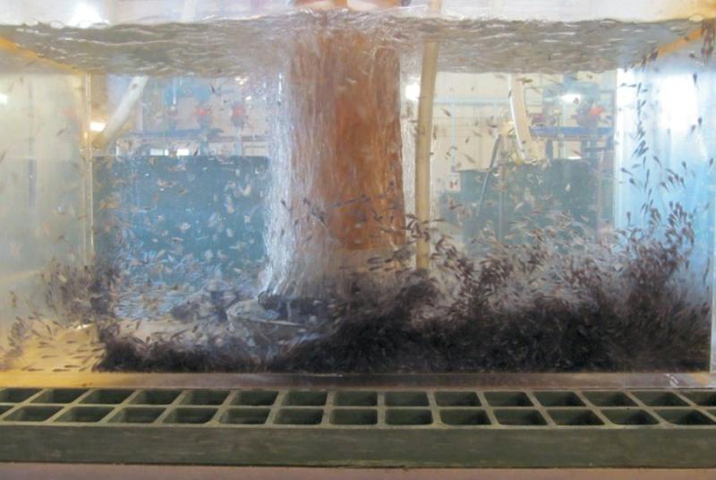 Flathead catfish fry in tank