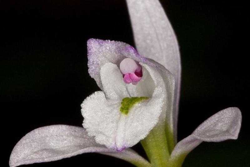 Closeup of three birds orchid, which is considered an S2 species in MS; Photo credit: SoutheasternFlora.com 