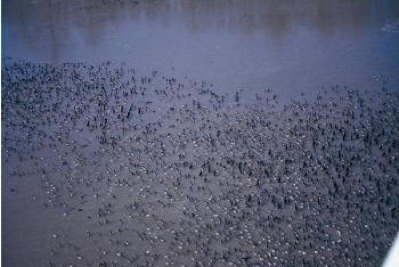 Large group of ducks on a flooded cypress brake in the Delta.