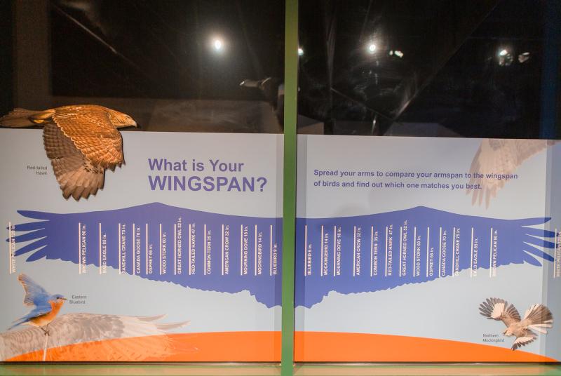 Bird Flight exhibit wing span