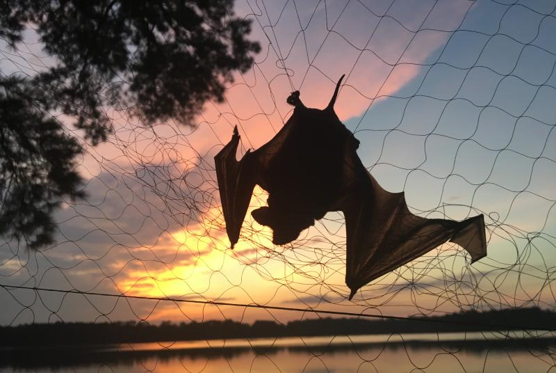 Mexican Free-tailed Bat captured in mist-net at Percy Quin State Park