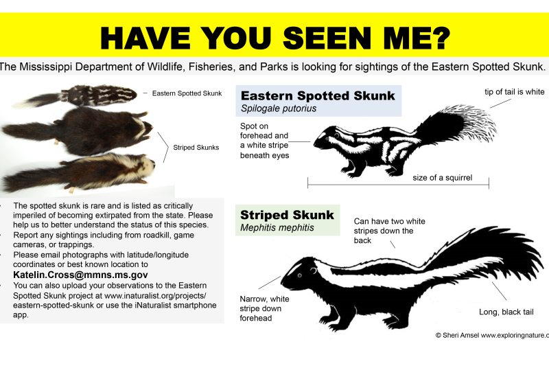 have you seen me? skunk