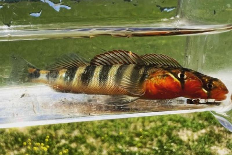 Gilt Darter