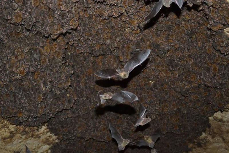 Maternal roost of Southeastern Myotis in a cave