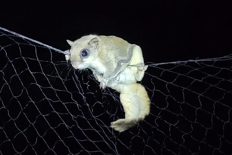 Southern Flying Squirrel on a mist net