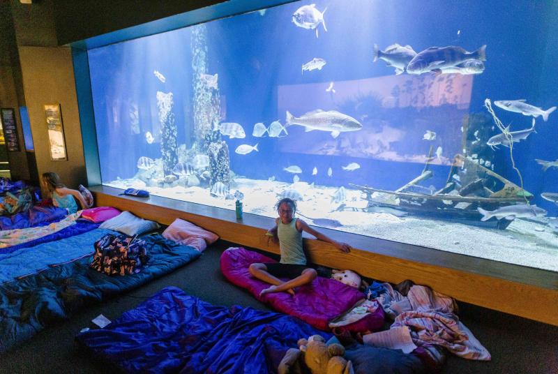 mmns summer campers with spend the night in the aquariums